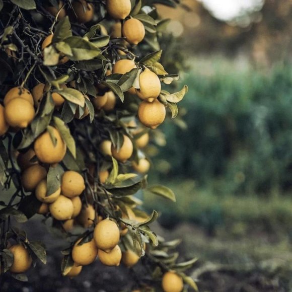 Guru Nanda - Lemon Essential Oil - Picture 4 of 8